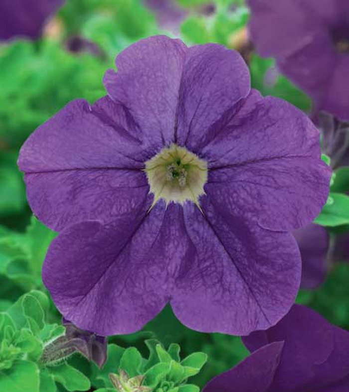 Петуния Сурфиния Джиант Блю Айс